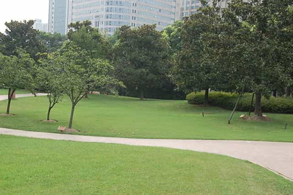 綠化養(yǎng)護(hù)如何成功移植植物？